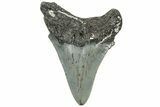 Juvenile Megalodon Tooth - North Carolina #308596-1